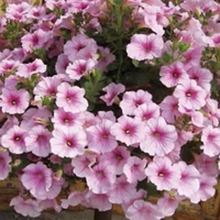 Petunia Surfinia Sweet Pink X5 Plants