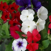 Phlox 21st Century Special Mix - Plants