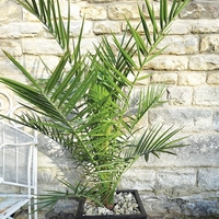 Phoenix Canariensis-canary Island Date Palm