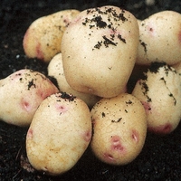 Picasso Seed Potatoes