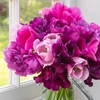 Pink Diamond Tulip Collection - Tulip Bulbs