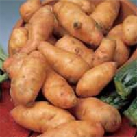 Pink Fir Apple Seed Potatoes