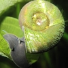 Planorbarius Corneus Ramshorn Snails- Molluscs