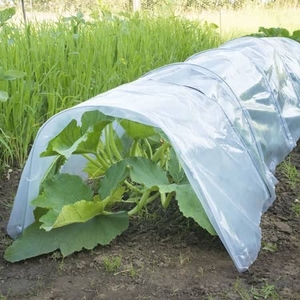 Poly Tunnel Cloche (standard)