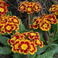 Polyanthus Castellion Plants