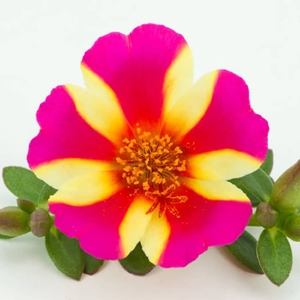 Portulaca Purple Cross X5 Plants