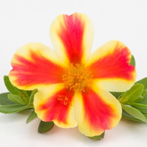 Portulaca Red Flame X5 Plants