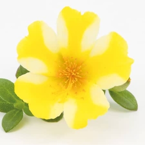 Portulaca Yellow Star X5 Plants