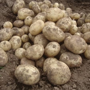 Potato 