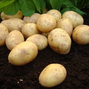 Potato 