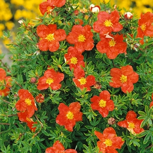 Potentilla Red Ace- Shrub