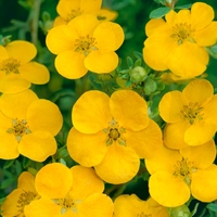 Potentilla Tangerine- Shrub