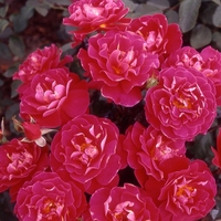 Potted Rose - Anniversary Rose 3.5l