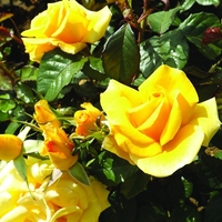 Potted Rose - Best Of Luck 3.5l