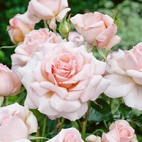 Potted Rose - Chandos Beauty 3.5l