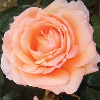 Potted Rose - Lady Marmalade 3.5l