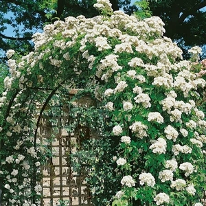 Potted Rose - Madame Alfred Carriere Climbing 3.5l