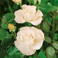 Potted Rose - Margaret Merril 3.5l