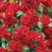 Potted Rose - Paul