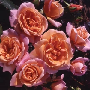 Potted Rose - Schoolgirl 3.5l