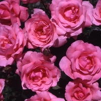 Potted Rose - Special Mum 3.5l