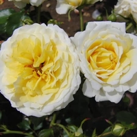 Potted Rose - Sun & The Heart 3.5l