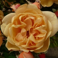 Potted Rose - Susie Harwhistle 3.5l