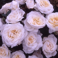Potted Rose - With Love 3.5l