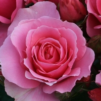 Potted Rose - You