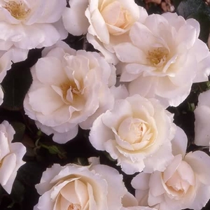 Potted Rose - Your Wedding Day 3.5l