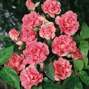 Potted Rose - Zephirine Drouhin 3.5l