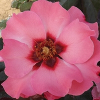 Potted Rose 
