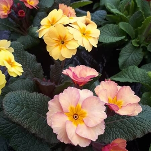 Primrose 