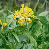 Primula Veris - Wild Cowslip Bedding Plants