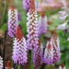 Primula Vialii-red Hot Poker Primrose-plants