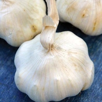 Provence Wight Garlic Bulbs