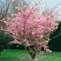 Prunus Accolade-tree