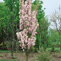 Prunus Amanogawa - Tree