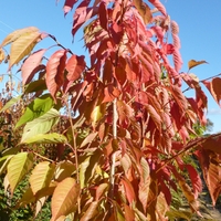 Prunus Fragrant Cloud-tree