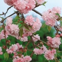 Prunus Kiku-shidare-zakura-tree