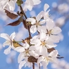 Prunus Kojo-no-mai X1