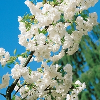 Prunus Shirotae -tree