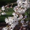 Prunus Snow Showers- Tree