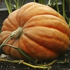 Pumpkin Dills Atlantic Giant Seeds