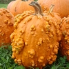 Pumpkin Knucklehead- Seeds