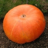 Pumpkin Seeds - Hundredweight