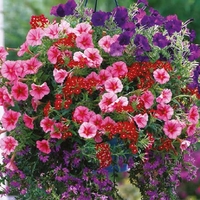 Purple Haze Mixed Flower Plant Collection X18