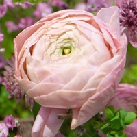 Ranunculus Bulbs - Candy Pink