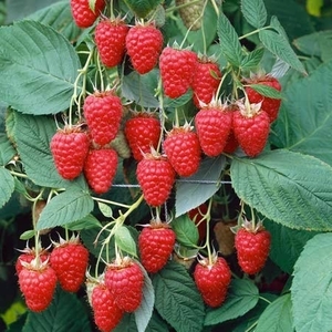 Raspberry Tulameen - Floricane Long Canes X6