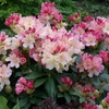 Rhododendron - Percy Wiseman